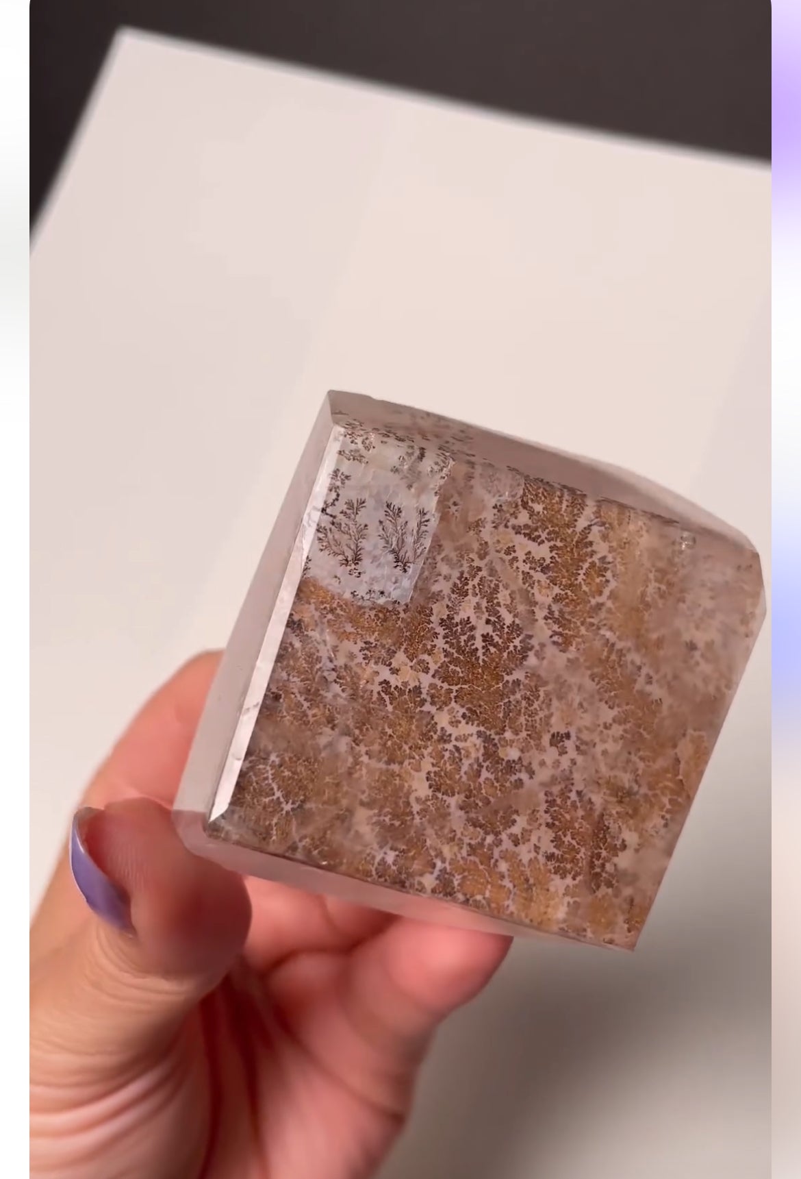 Listing for @_crownut_ and @boscorvid