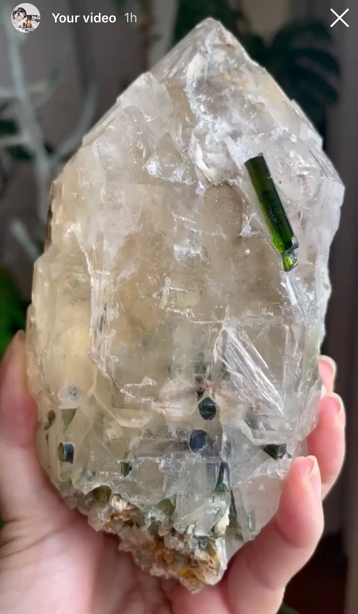 Listing for @slimemother