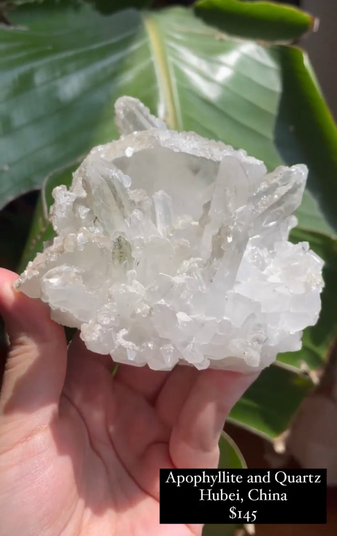 Listing for @notsoclevergirl