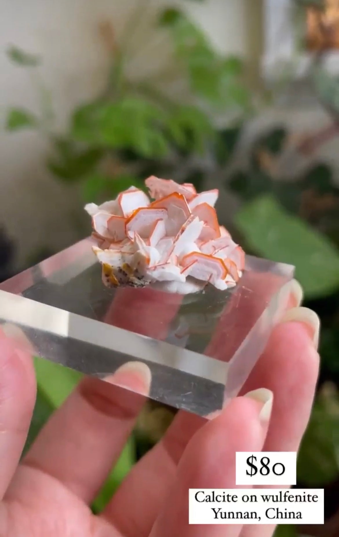 Listing for @theknottyshelf