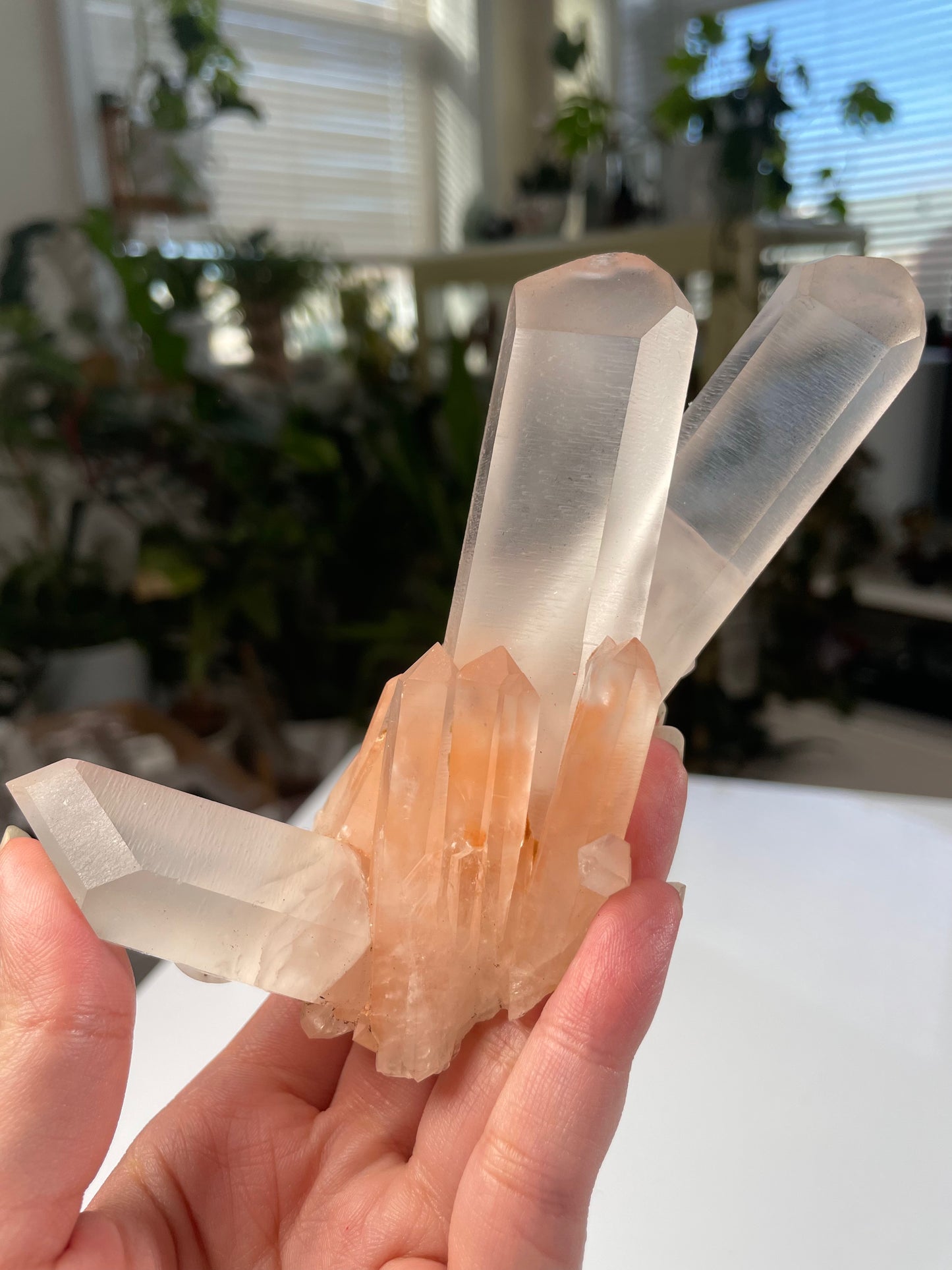 Listing for @watamellon