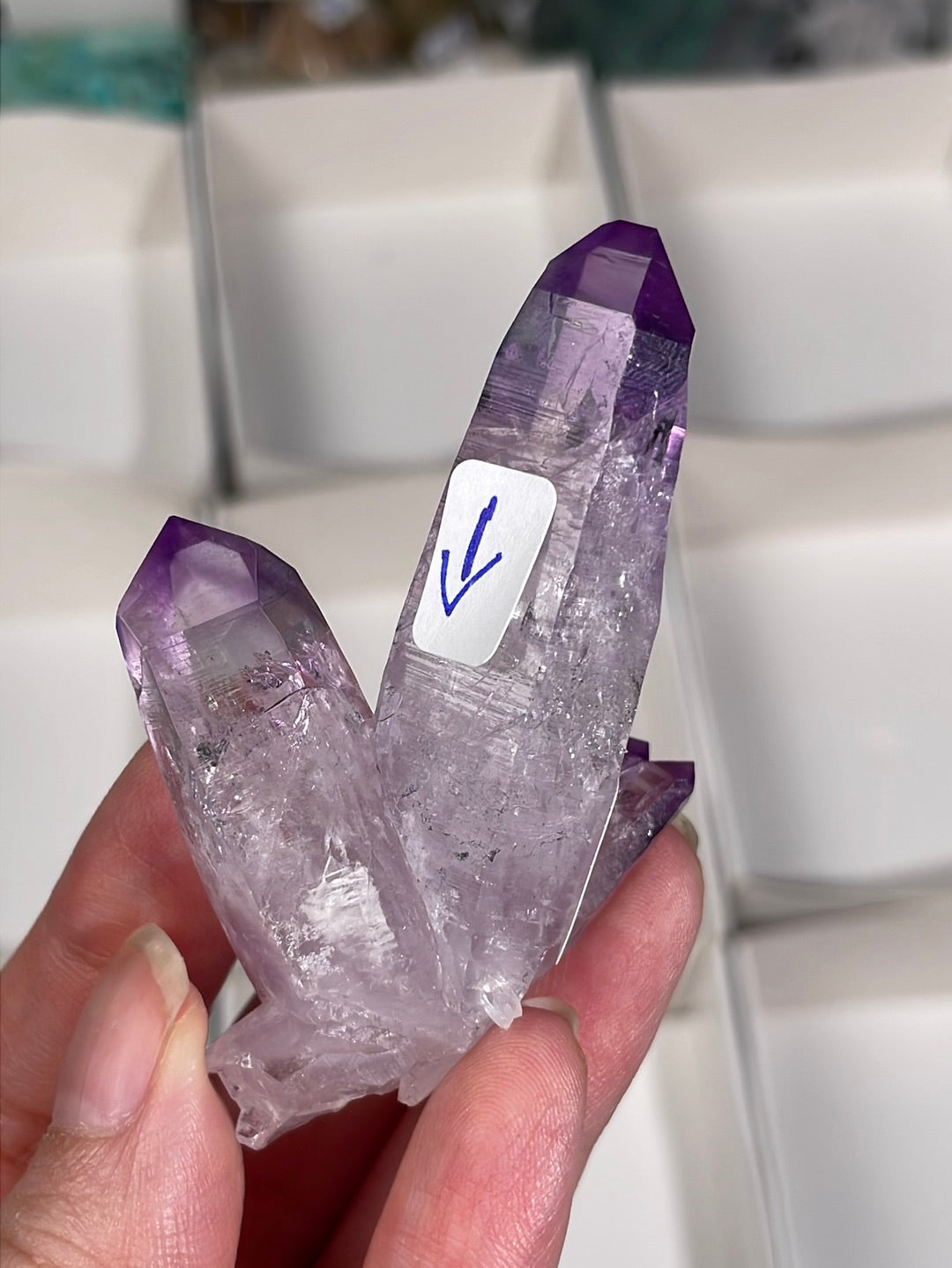 Listing for @plantae_virtuoso