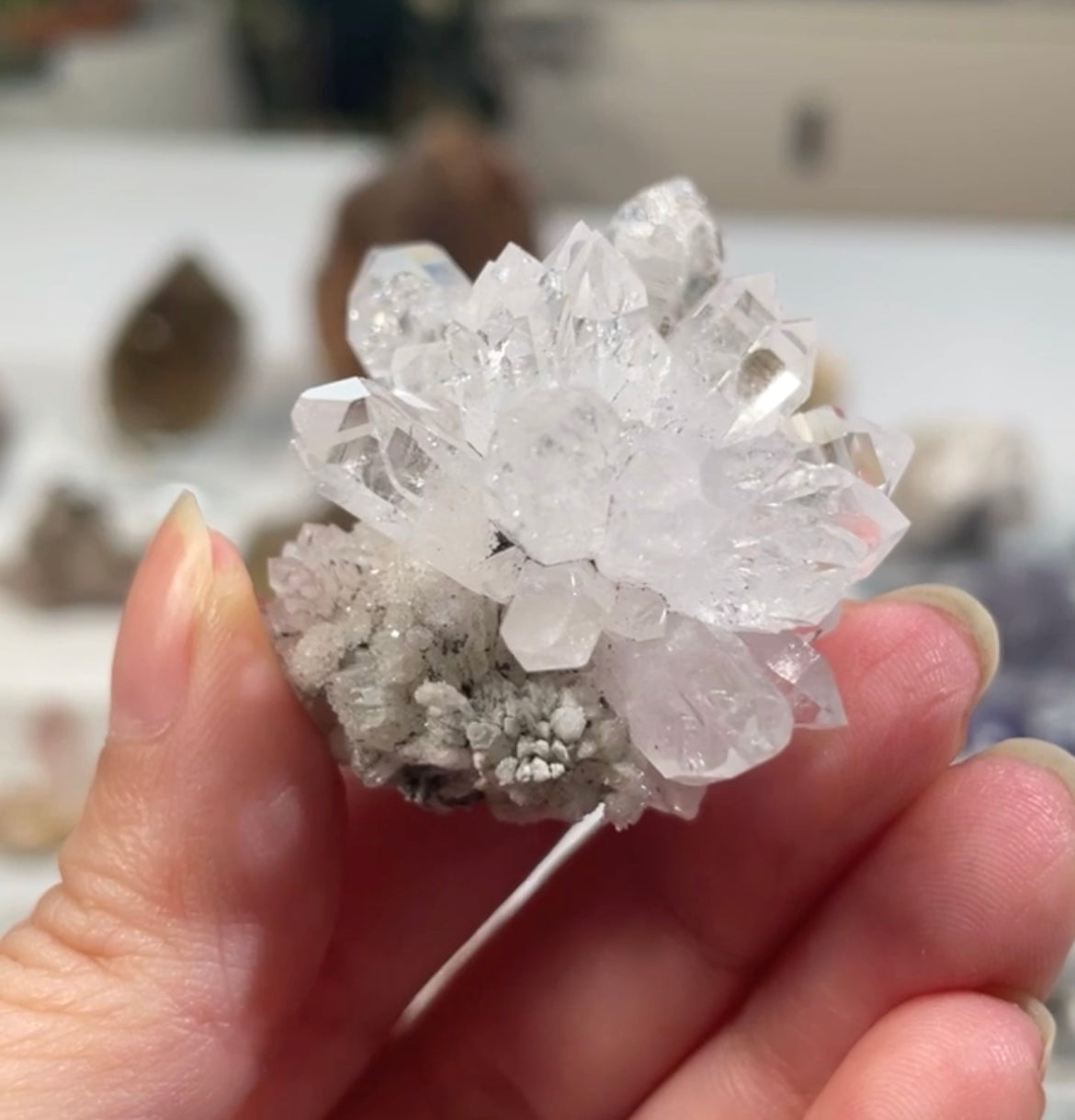 Listing for @theknottyshelf