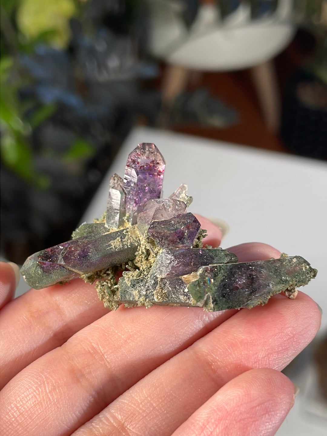 Listing for @spiciestspecimens