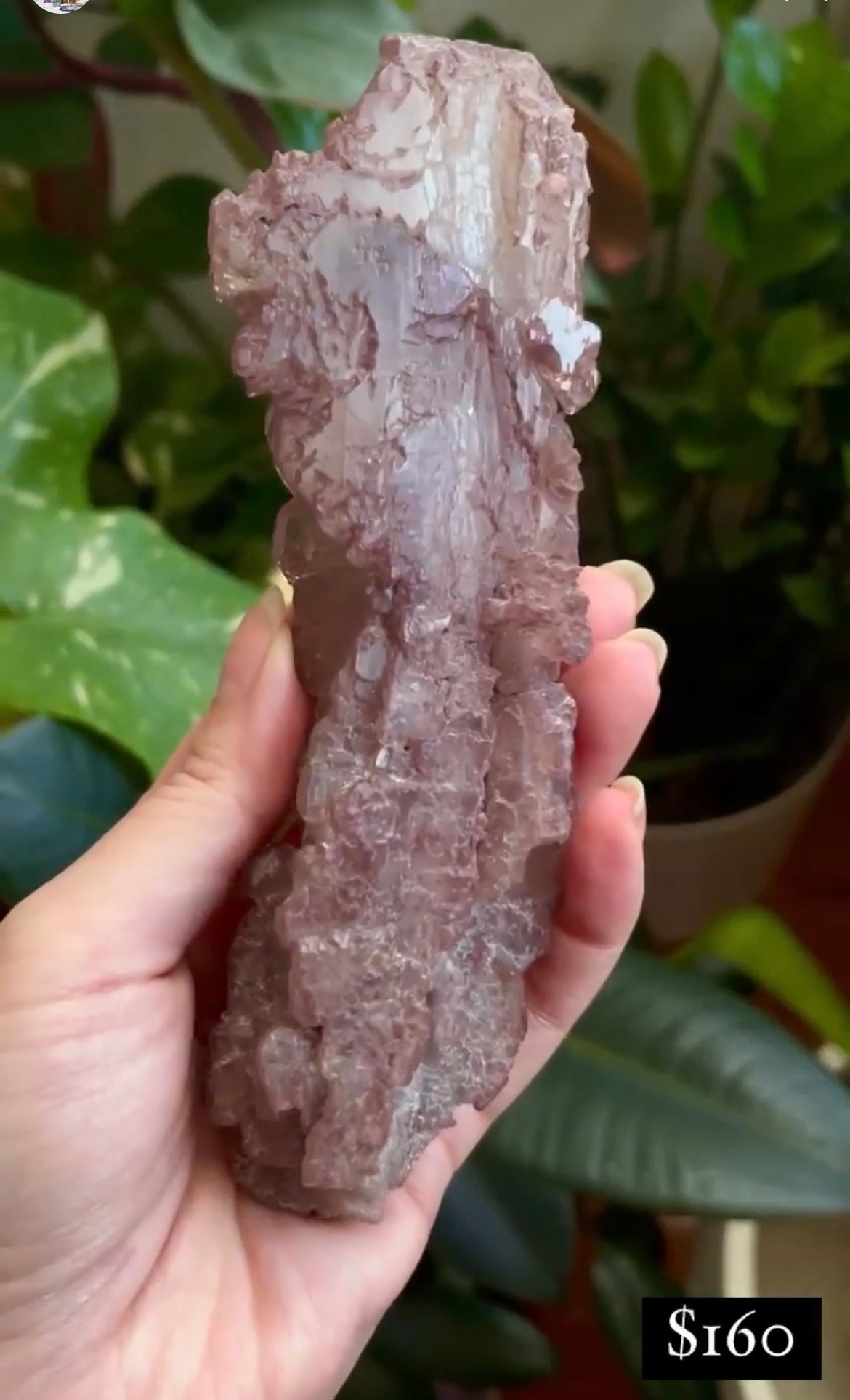 Listing for @theknottyshelf