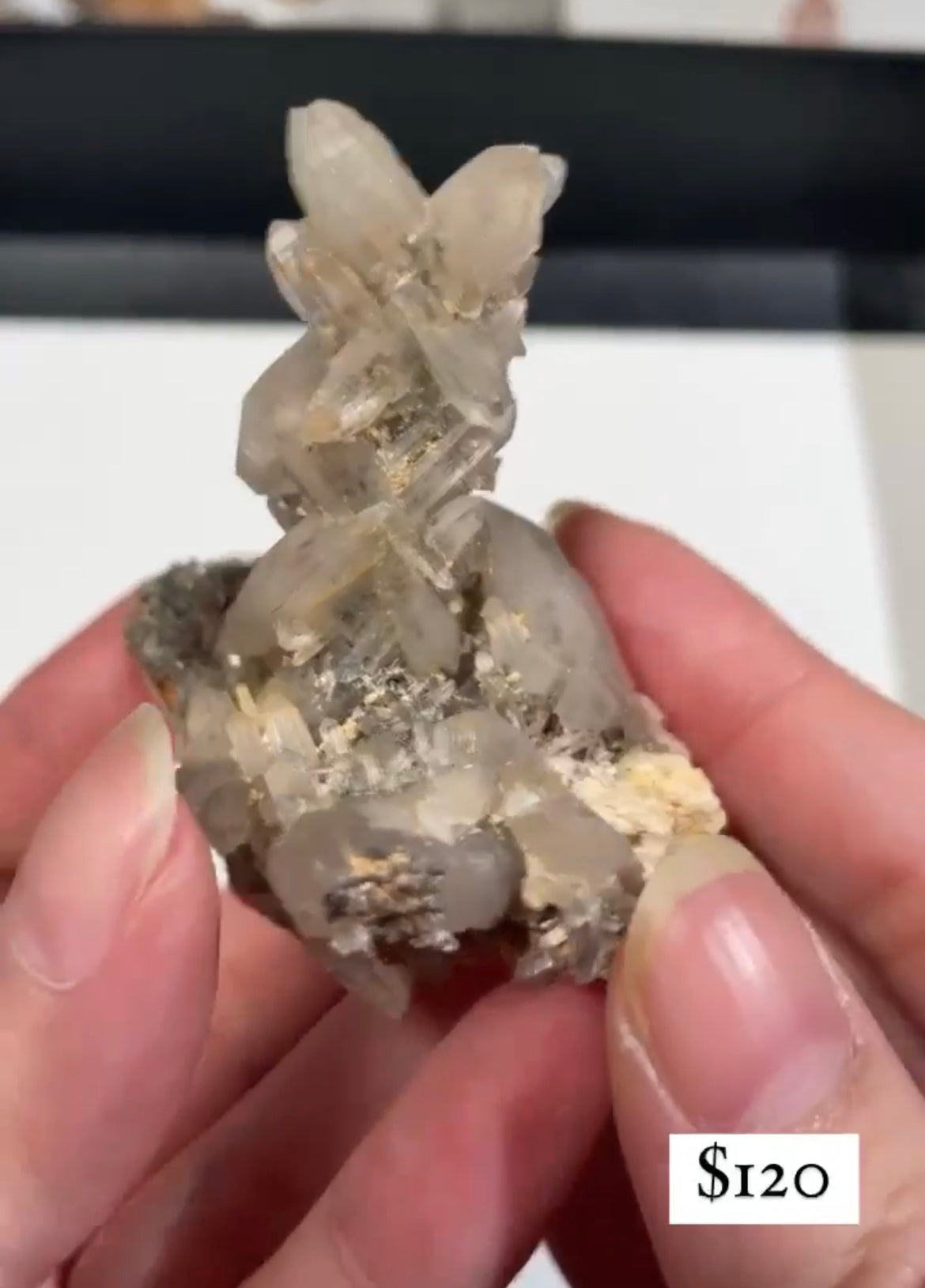 Listing for @thefacetedfern