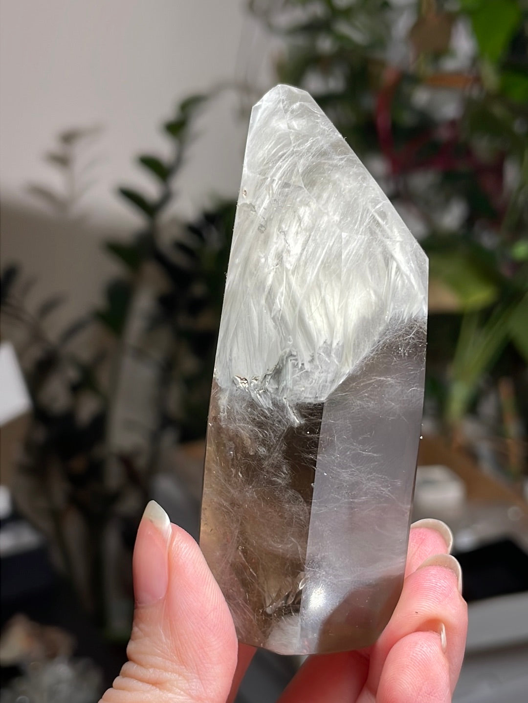 Listing for @shibas_and_shinies