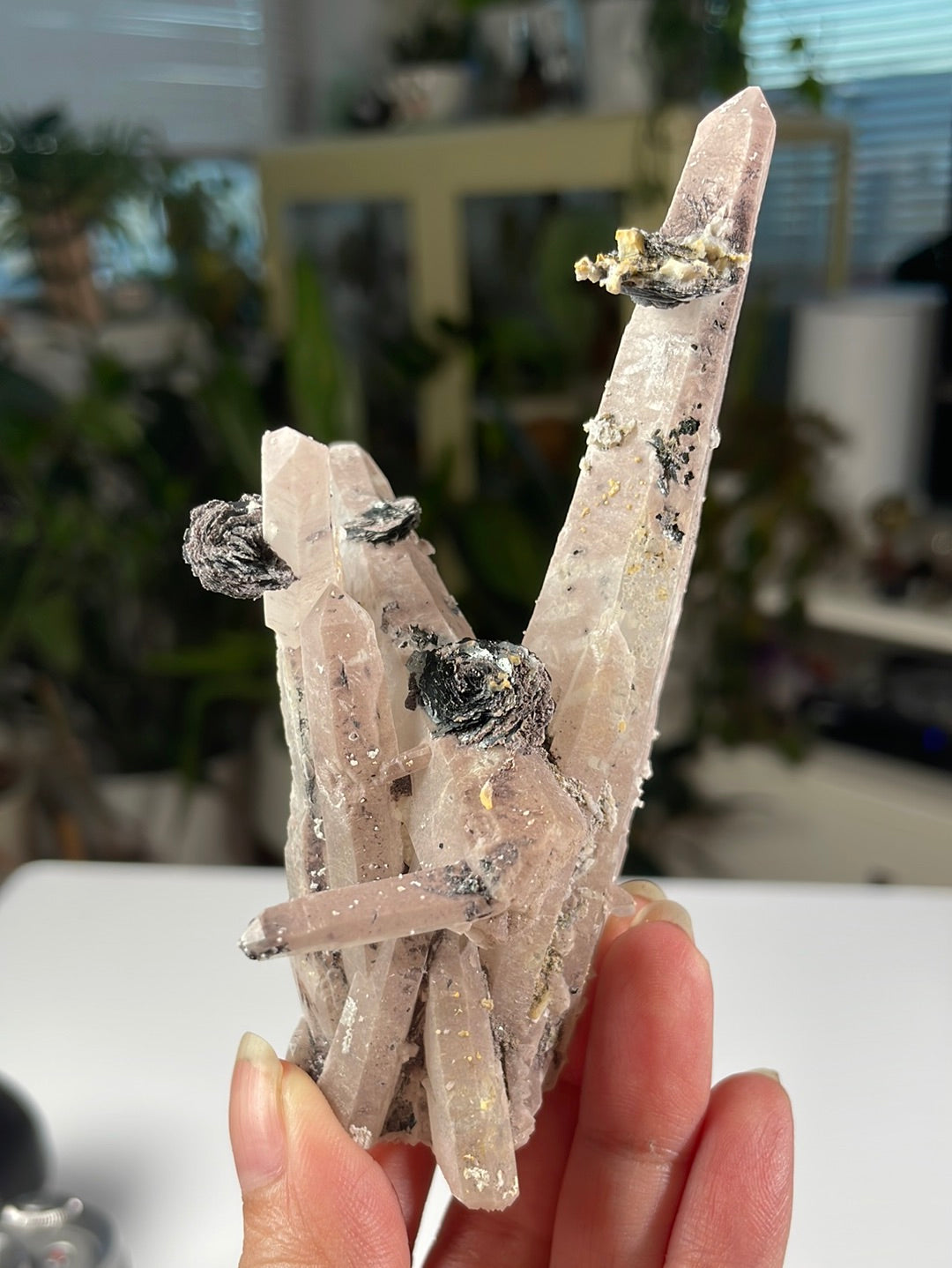 Listing for @thefacetedfern