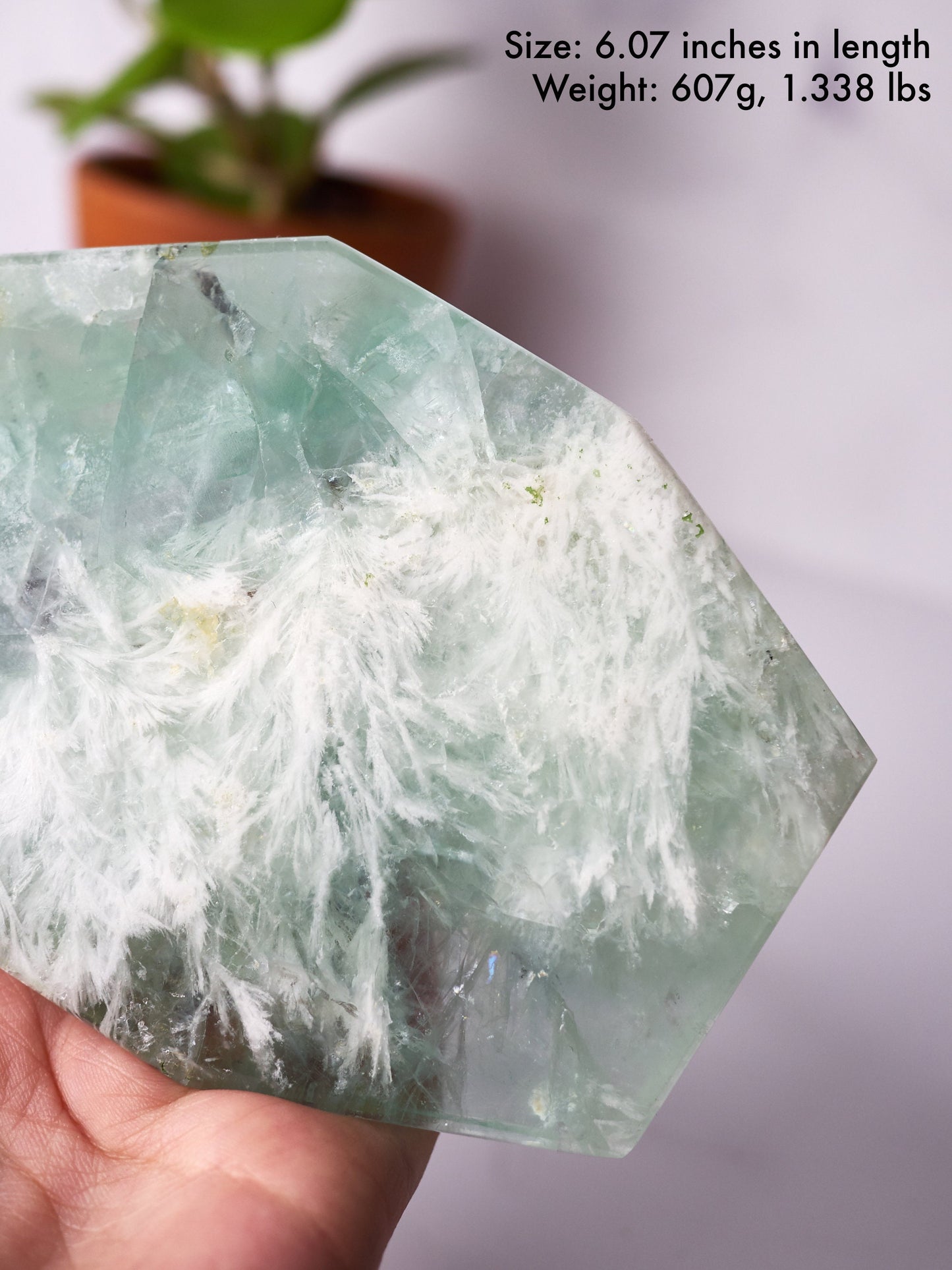 Light Green Snowflake Fluorite Polished Slab